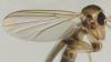 Phronia conformis